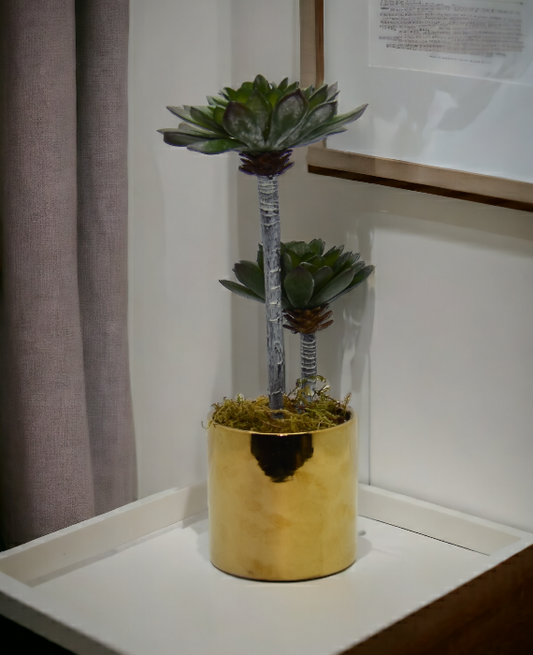 Rubber Plant With Ceramic Pot