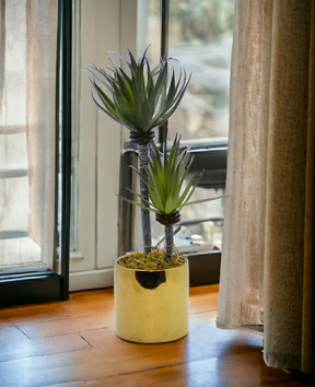 Rubber Plant With Ceramic Pot