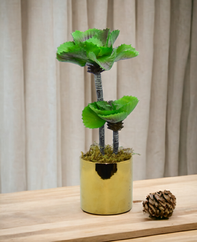 Rubber Plant With Ceramic Pot