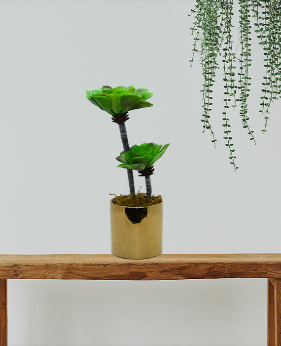 Rubber Plant With Ceramic Pot